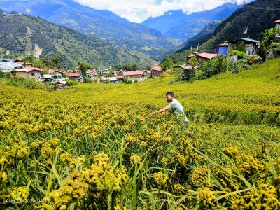 ICAR-VPKAS, Almora and KVK Tawang Organizes Finger Millet Field Days, Farmer–Scientist Interactions and Millet Thresher Demonstrations in Tawang