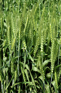 wheat-genemo-18-07-2014)