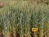 wheat-pusa-kiran-1.jpg