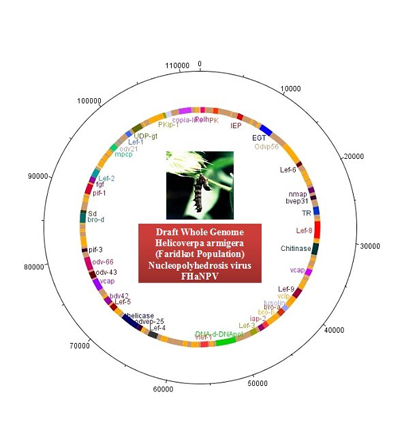 whole-genemo-sequence-helicoverpa-s