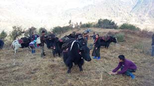 yak-02-26112014.jpg